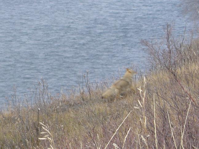Coyote